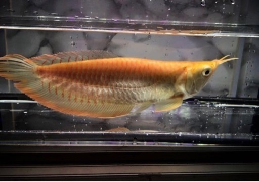 アルビノシルバーアロワナショート個体 約１９センチ | www.leartex.com