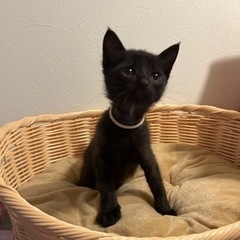 1ヶ月半黒猫男の子