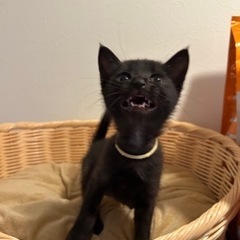 1ヶ月半黒猫男の子 - 猫