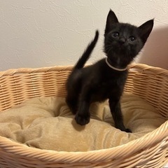 1ヶ月半黒猫男の子 − 大阪府