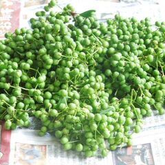 庭で採れた新鮮・無農薬 山椒の実（約250g・生）