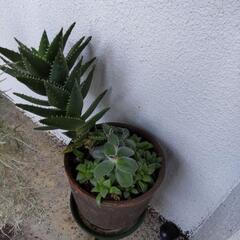 多肉植物　アロエ　ハオルチアほか