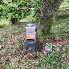 セイヨウミツバチ　巣箱入り　西洋蜜蜂　養蜂