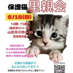 にゃんこねくと 6/18 保護猫里親会🐾