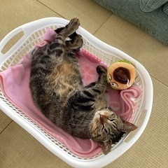 保護猫、メス、キジトラ - 太田市