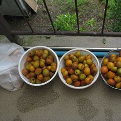 ★今年も杏子にお収穫いたしました！パート２！大・中・小：約２ｋｇ...