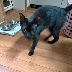 黒猫1歳
