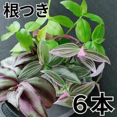 観葉植物　美しい斑入り　トラディスカンティア　ラベンダー　ゼブリ...