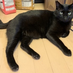 漢気（おとこぎ）のカタマリ黒猫「ニック」。できれば弟と一緒に - 大田区