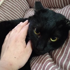 子煩悩な保父さん黒猫「ネロくん」。できれば兄と一緒にの画像