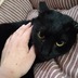ランキングキーワードに紐づく投稿画像-黒猫