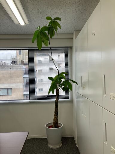 観葉植物（3鉢） | noonanwaste.com