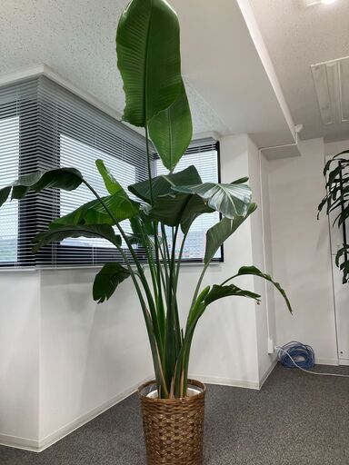 観葉植物（3鉢） | www.mclegal.info