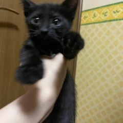 黒猫のきょうだい - 猫