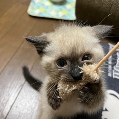 【トライアル決まりました‼️】まん丸お顔にまん丸お目目の可愛い海くん。 - 猫