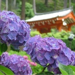 17日‼️そうだ、紫陽花🪻観に行こう✨