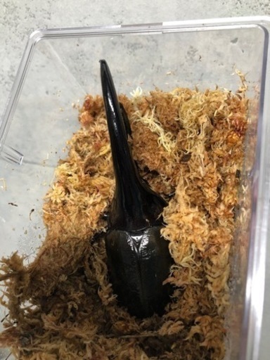 ★ヘラクレスオオカブトペア(飼育方法レクチャーします)