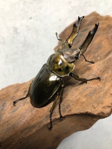 ★ババオウゴンオニクワガタ♂単品