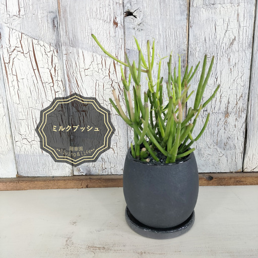 ミルクブッシュ 観葉植物 www.inversionesczhn.com