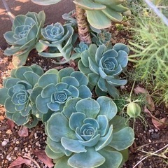 多肉植物　七福神　大きさいろいろ