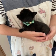 飼い主さん決定⭐︎黒猫ちゃん（首輪→緑） - 猫
