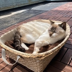 見つかりました！銚子市外川町1丁目　迷い猫　シャム系ミックス