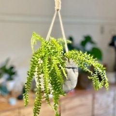 ハンギング吊るして可愛い　ツディ　ハンギング付き　人気の観葉植物