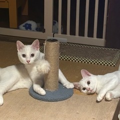 生後約5ヶ月　白猫ちゃん(メス)