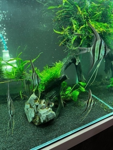 アルタムエンゼルセット(熱帯魚水槽)