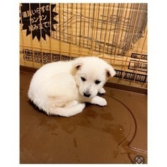 🧡甘えん坊の白い子犬🐶 - 犬