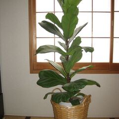大型観葉植物♡フィカスバンビーノ（柏葉ゴム）140ｃｍ鉢カバー付き