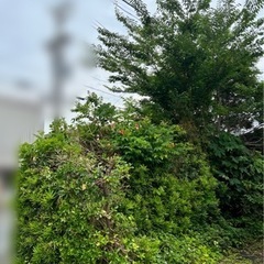 困っています。伐採、抜き根、処分ができる方 困っています。伐採、抜き根、処分ができる方