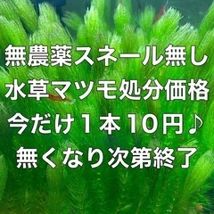 5 無農薬　スネール無し　穂先の綺麗なマツモ　1本10円♪15cm以上