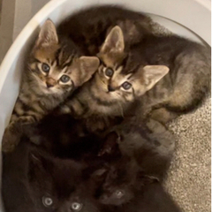 トライアル決定 ４匹の子猫たち ④タラオくん - 里親募集