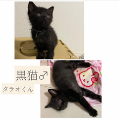 トライアル決定 ４匹の子猫たち ④タラオくん - 一宮市