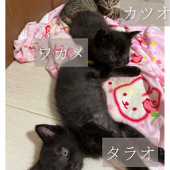 トライアル決定 ４匹の子猫たち ④タラオくん - 猫