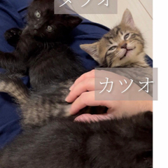 トライアル決定 ４匹の子猫たち ④タラオくん − 愛知県
