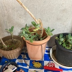 ❤️子宝草❤️３鉢まとめ売り🌱