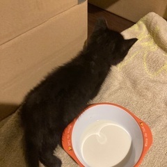 緊急 黒猫ちゃん🐈‍⬛1〜2ヶ月ほど − 福岡県