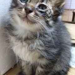 野良猫さんの赤ちゃん - 猫