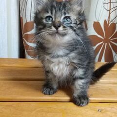 野良猫さんの赤ちゃん − 大分県