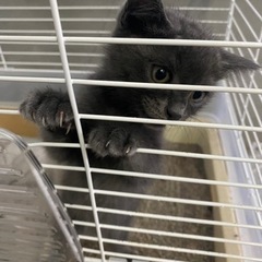 グレーのオス猫です🩶  これまでにご連絡頂いた方以外の新規の募集は停止しています - 稲敷市