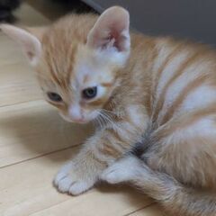 飼育放棄の家から来た妊婦猫が出産した子猫です。