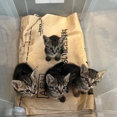 子猫4兄妹(オス2匹、メス2匹)のメス