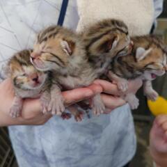 ベンガルキャットベビちゃん - 飯塚市