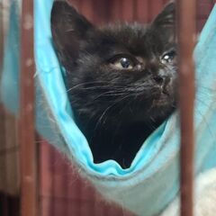 急募!!幸せの黒猫赤ちゃん