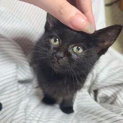 急募!!幸せの黒猫赤ちゃん - 唐津市