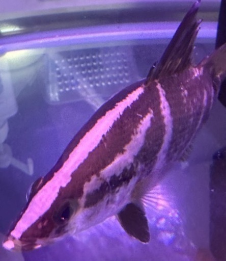 アカメ　±20cm  淡水魚　汽水魚