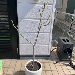 ウンベラータ　鉢植え