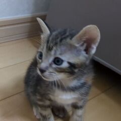 飼育放棄の家から妊婦猫が出産しましたサビ子猫です